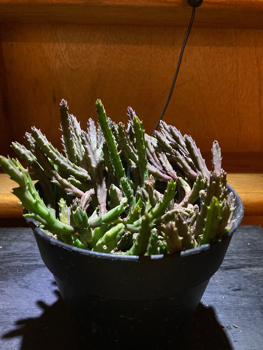 Stapelia schinzii - Live Houseplant Succulent