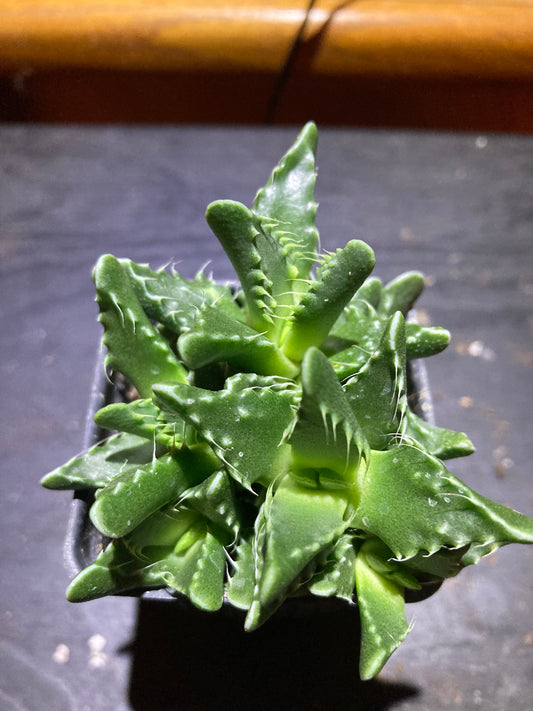 Tiger's Jaw - Live Houseplant Succulent