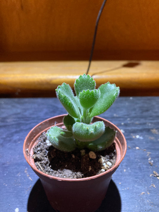 Bear's Paw - Live Houseplant Succulent