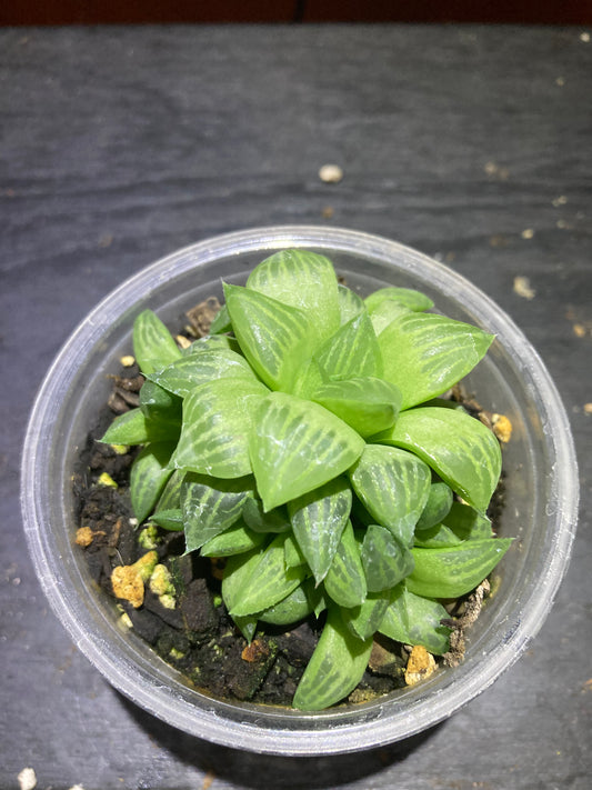 Hawthornia - Succulent Houseplant