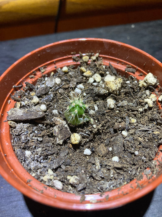 Giant Saguaro Cactus - Live Plant Starter Pot