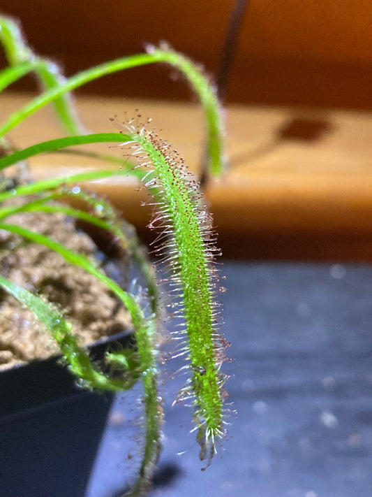 Live Cape Sundew Drosera Capensis Carnivorous Plant